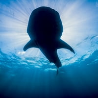 Bálna cápa Isla Mujeres, Mexikó Poszter Nyomtatás Jennifer Idol Stocktrek képek