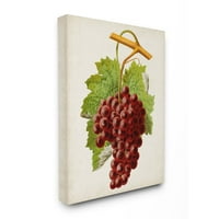 Stupell Industries Vintage Food Fruit Painting Canvas Wall Art By Vision Studio