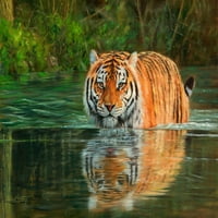 Tigris a vízben Poszter Nyomtatás David Stribbling