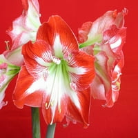 Minerva amaryllis izzó egyetlen virágzás