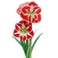 Samba piros virágzó Amaryllis izzó Ajándékkészlet, fóliába csomagolt edénybe ültetve