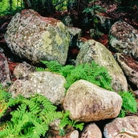 Páfrány levél, és, szikla, alatt, egy, erdő, Swift folyó, White Mountain Nemzeti Erdő, New Hampshire, USA Poszter Nyomtatás