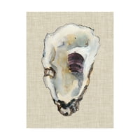 Védjegy képzőművészet 'Oyster Shell Study III' vászon művészet Michael Willett